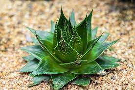 Aloe  Cosmo