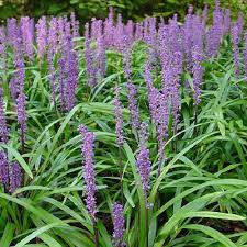 Liriope-muscari-Royal-Purple-Plant-1