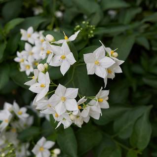 Solanum jasminoides album