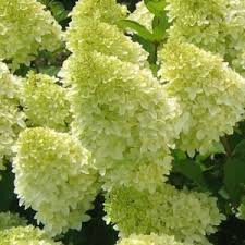 Hydrangea pan. Skyfall