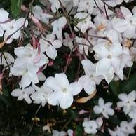 Jasminum officinale 3ltr pots