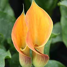 Calla Beatrix