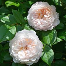 Rosa The Albrighton Rambler 6L
