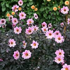 DAHLIA Mystic Dreamer