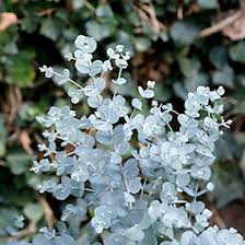 Eucalyptus gunnii