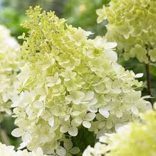 HYDRANGEA pan. Bobo