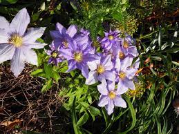 Clematis Evison mix  C3 - trellis