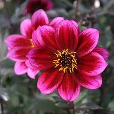 Dahlia Dreamy Nights - Herbaceous - Windyridge Garden Centre