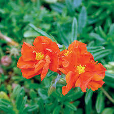 Helianthemum Ben More