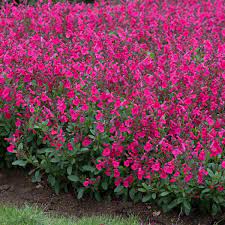 Autumn-Sage-Salvia-greggii-Mirage-Pink-Plant