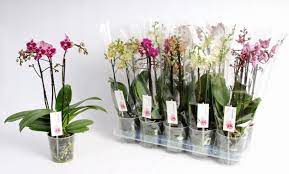 Phalaenopsis Mix 3 Stem 40 Cm - Indoor Plants - Windyridge Garden Centre