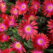 Delosperma-Jewel-of-Desert-Flower