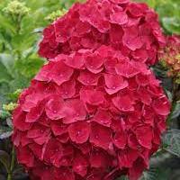 Hydrangea macr. Red