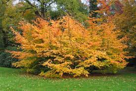 Parrotia persica  Persian Spire 150-175 CM