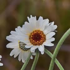 Rhodanthemum 'African Spring' - Herbaceous - Windyridge Garden Centre