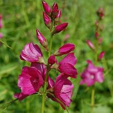 SIDALCEA or. Brilliant