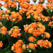 Kalanchoe Calandiva Orange  P12 - Indoor Plants - Windyridge Garden Centre