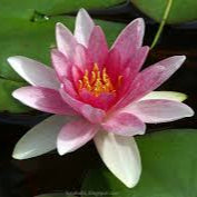 Nymphaea Attraction  P11