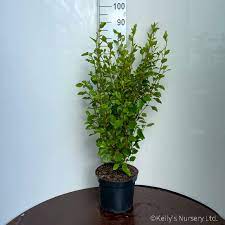 Griselinia 7.5L - Hedging - Windyridge Garden Centre