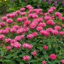 Bee Balm (Monarda Pink Lace)