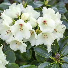 Rhododendron Hanceanum Shamrock - Shrubs - Windyridge Garden Centre