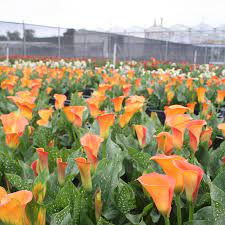 Calla Beatrix
