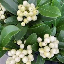 Skimmia Japonica Temptation White - Shrubs - Windyridge Garden Centre