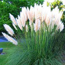 Cortaderia-Pumila-Plant