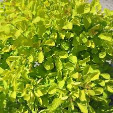 Cotinus Cog. Golden Lady - Shrubs - Windyridge Garden Centre