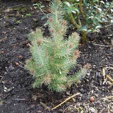 Pinus Pinea Silver Crest - Shrubs - Windyridge Garden Centre