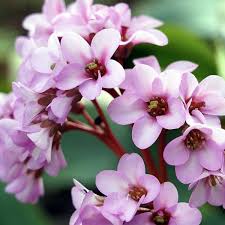 Bergenia Rosi Klose