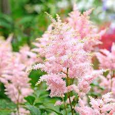 Astilbe X Rosea Peach Blossom - Herbaceous - Windyridge Garden Centre