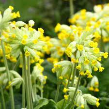 Alpine Primula Veris Cabrillo Yellow 1 Ltr