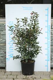 Photinia  X Fras. Red Select Clt 10 H 80 - 100 Cm - Hedging - Windyridge Garden Centre