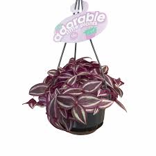 Tradescantia Zebr. Pink Paradise Hanging Pot - Indoor Plants - Windyridge Garden Centre