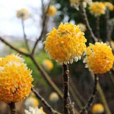Edgeworthia Chrysantha Honey Sunshine - Shrubs - Windyridge Garden Centre