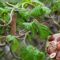 Corylus Avellana Contorta  60-80 Cm - Shrubs - Windyridge Garden Centre