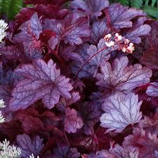 Heuchera Shanghai - Herbaceous - Windyridge Garden Centre