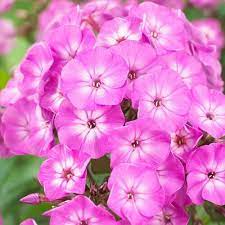 Phlox-Famous-Pink-Flower