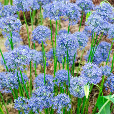 ALLIUM CAERULEUM X 15