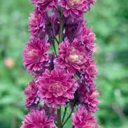 Delphinium Highlander Flamenco