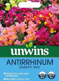 Antirrhinum  Snappy  Mix