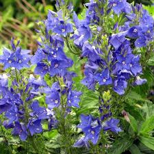 Veronica Austr. Knallblau - Herbaceous - Windyridge Garden Centre