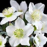 Helleborus n. Christmas Carol