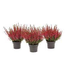 Calluna vulgaris Beauty Ladies red  P12