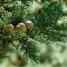 Cupressus Sempervirens  P21 - Shrubs - Windyridge Garden Centre