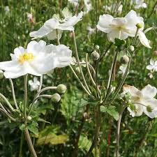 Anemone  Elite Pure White