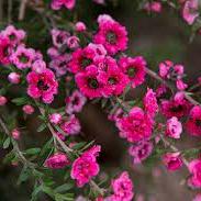 Leptospermum Red Damask