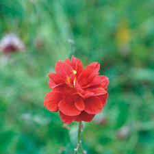 Helianthemum Fireball