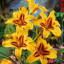 HEMEROCALLIS Bonanza